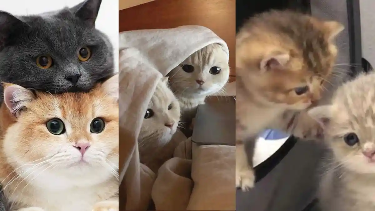 100+ Link PP Kucing Ramadhan 2024, Ada Kucing Couple, Kucing FF hingga Kucing Pegang SG