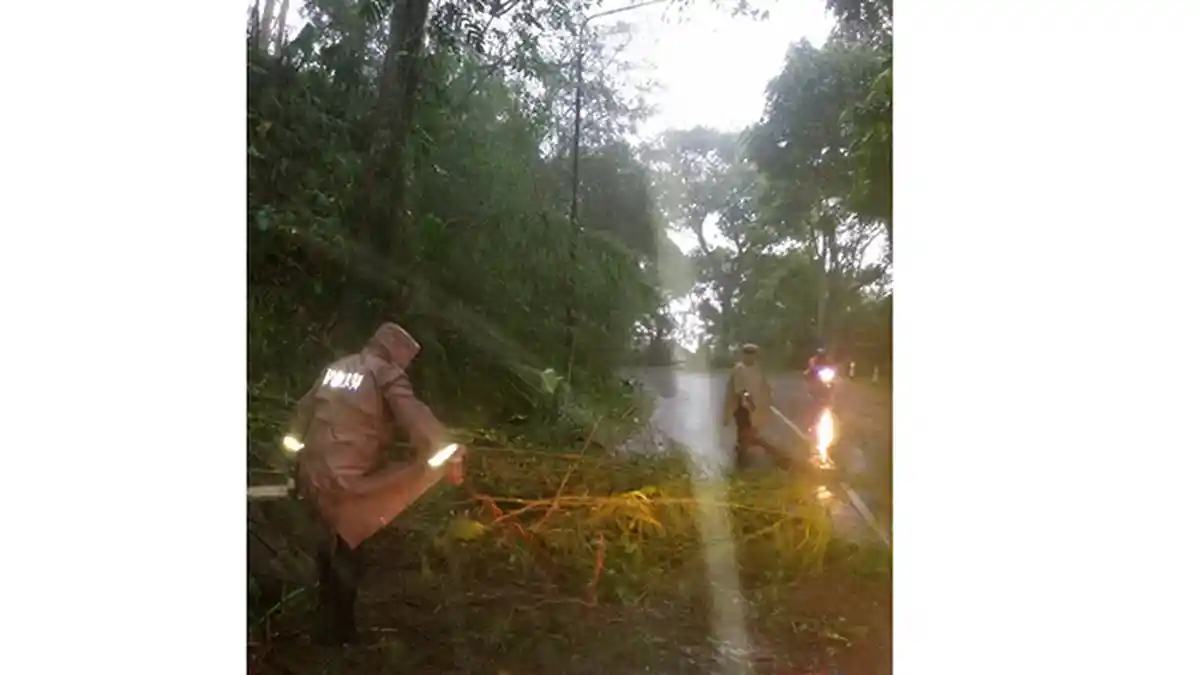 Tanah Longsor Berisi Pepohonan Dan Rumput Tutup Jalan di Baturiti