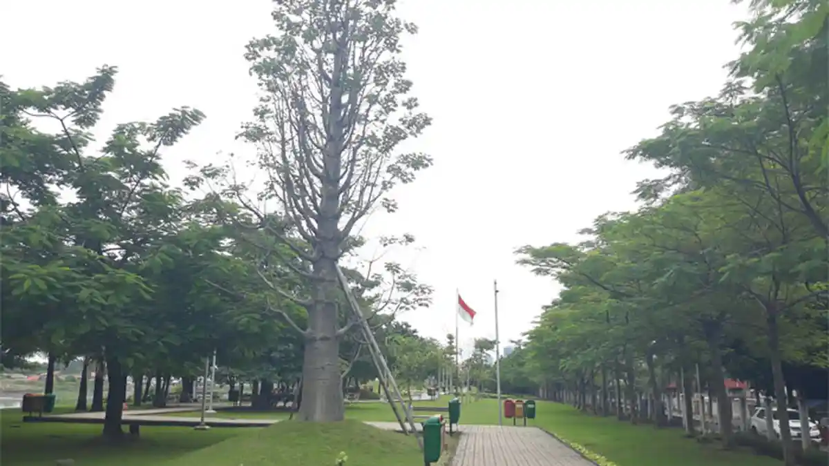 Bernilai Ratusan Juta, Pohon Ini Menjadi Daya Tarik Tersendiri Taman ...
