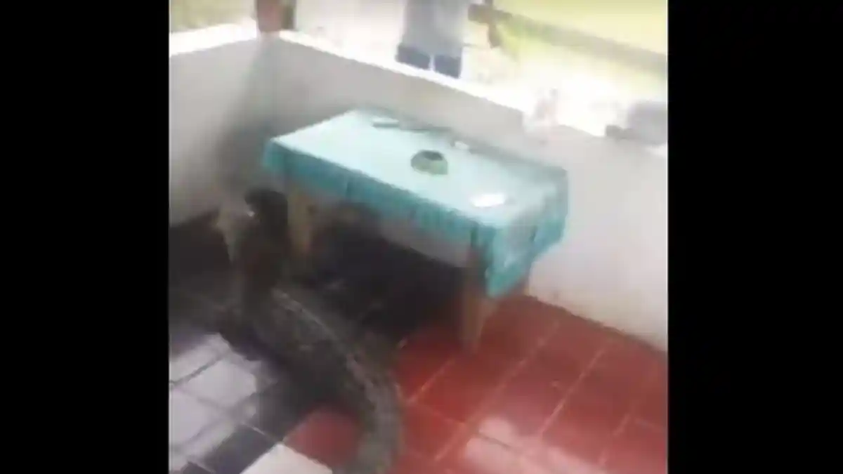 Pascabanjir Bandang Sentani Buaya 'Bertamu' ke Rumah Warga, Tonton Videonya