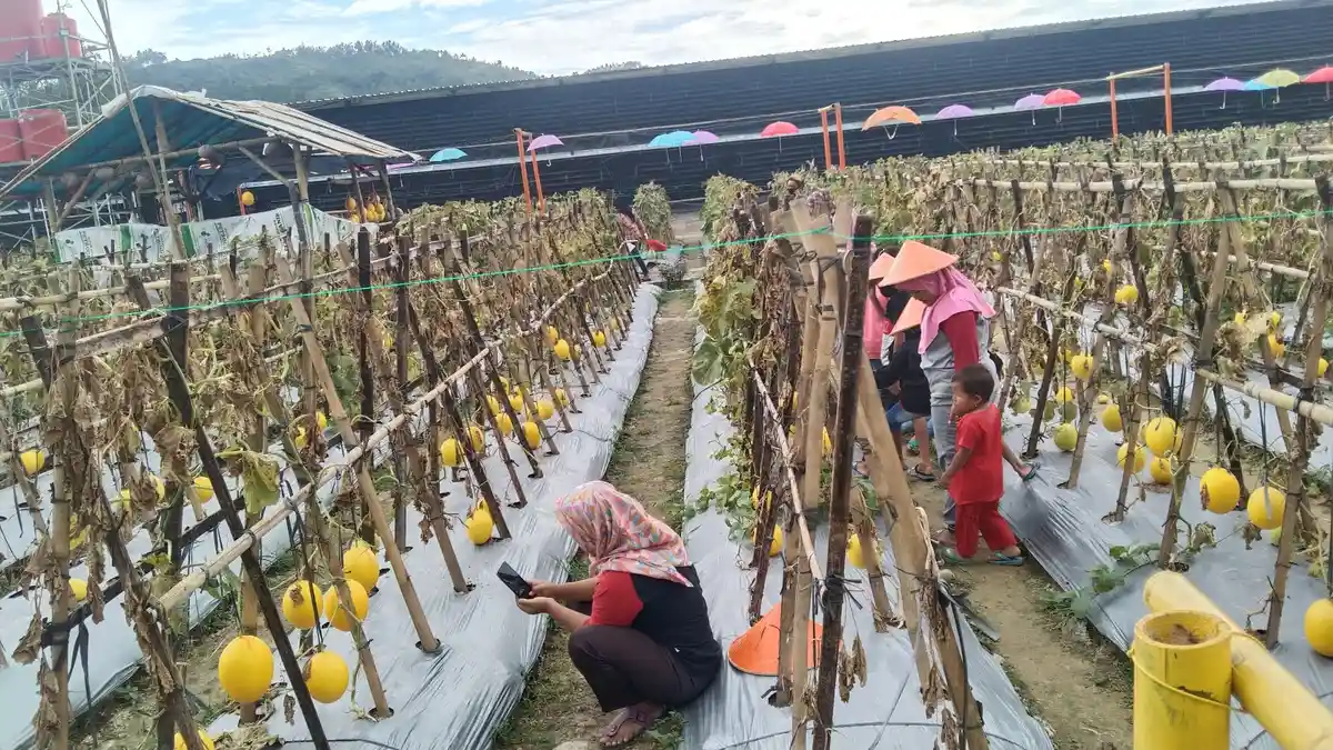 Unik! di Banyumas Ada Wisata Kebun Buah di Belakang Kandang Ayam