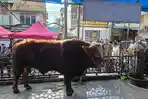 2026-05-27-Hewan-kurban-bantuan-Presiden-RI-Prabowo-Subianto.jpg