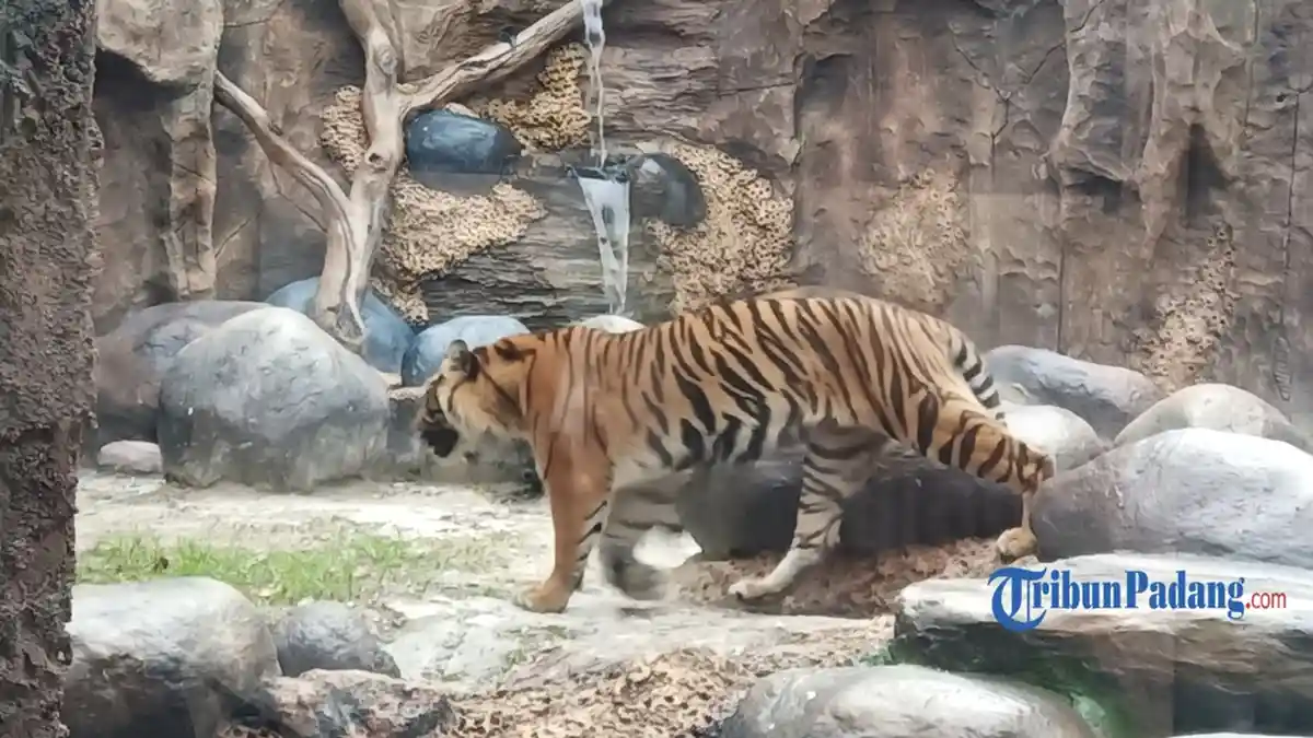 Harimau Lanustika, yang Pernah Serang Manusia, Dikembalikan ke Alam Liar Tunggu GPS Collar dari KKH