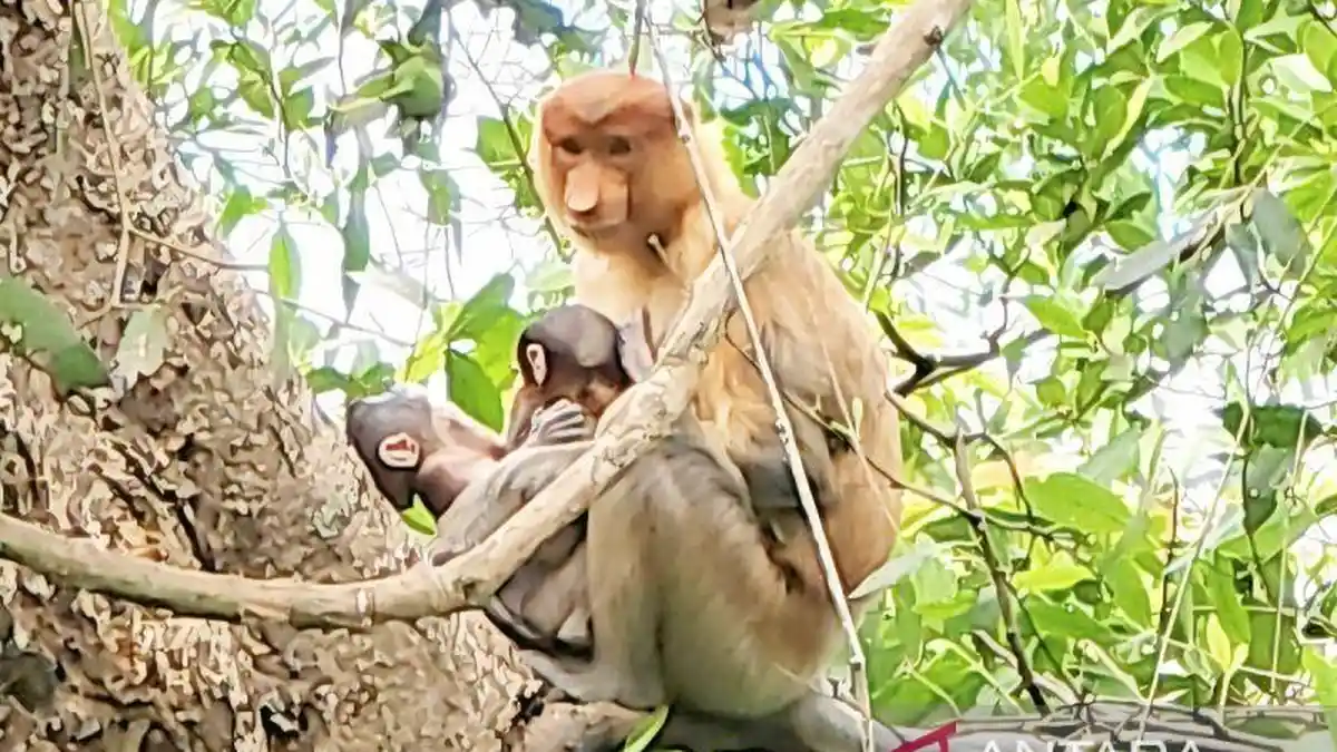 Bayi Bekantan Kembar Lahir di Kawasan Stasiun Riset Bekantan Pulau Curiak Batola - Banjarmasinpost.co.id