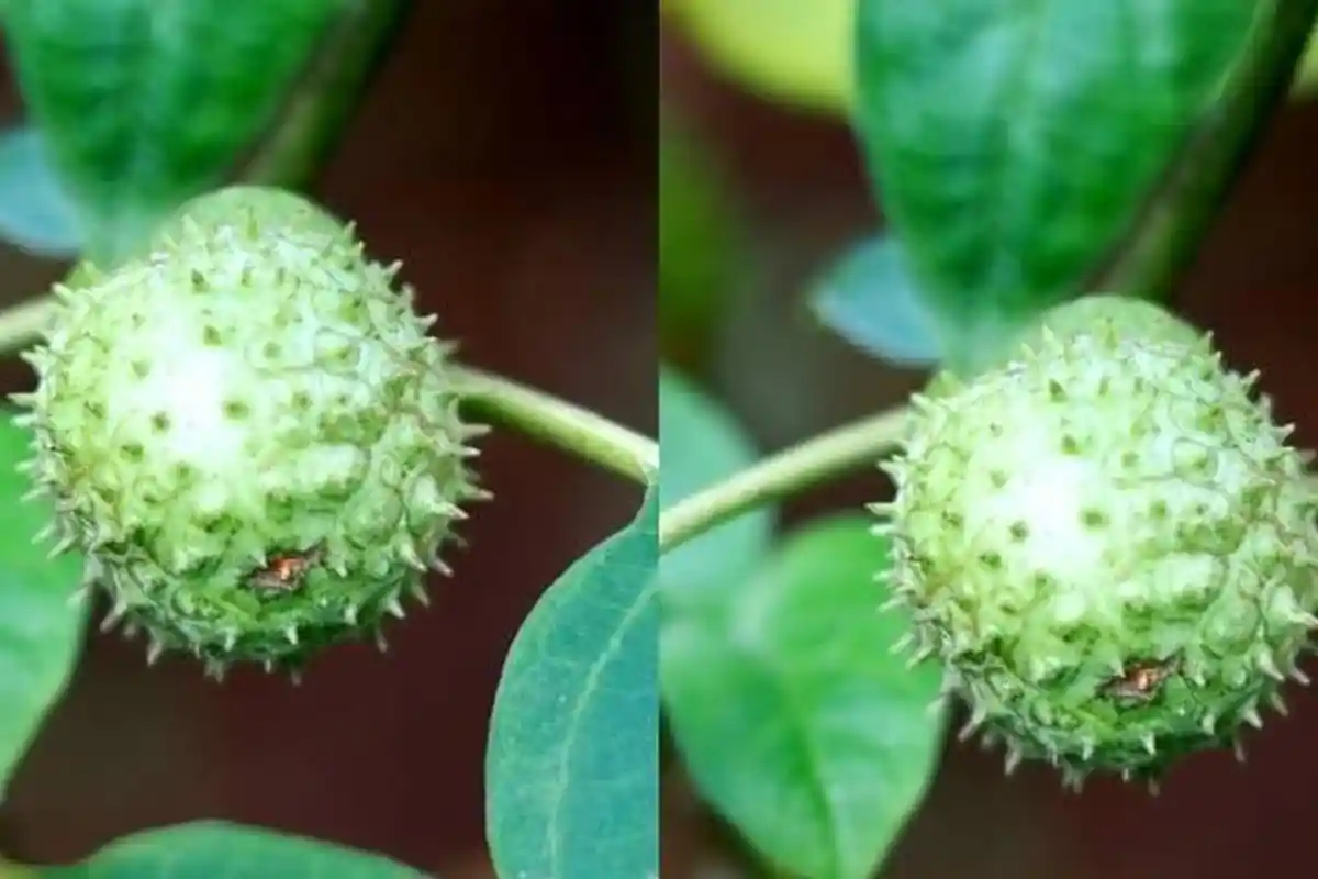 Makan Mi Instan Campur Kecubung, Remaja ini Ditemukan Meninggal di Selokan, Temannya Panik