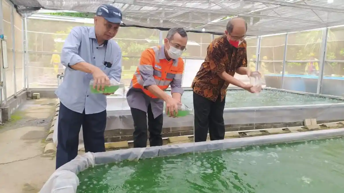 Kembangkan Program Dekarbonisasi Dengan Mikroalga, SBI Cilacap Bangun Rumah Alga Ketiga 