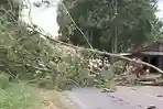 Pohon Tumbang Akibat Angin Kencang Landa Kampar, Ini Pemicu dan Sebaran Wilayahnya