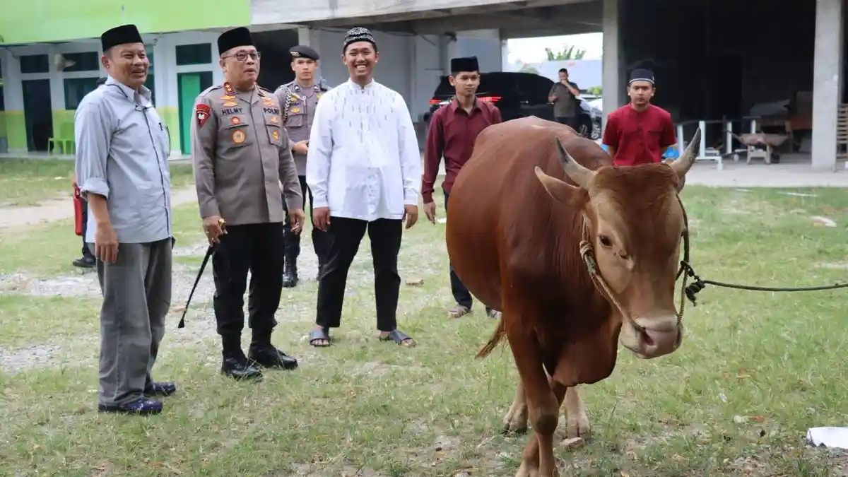 Satu Ekor Sapi dari Polda Gorontalo untuk Pimpinan Ponpes At Tanwir