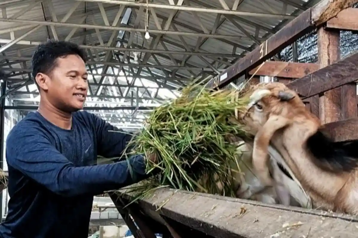 Omzet Peternak di Mojokerto Mulai Naik Hingga Ratusan Juta Jelang Idul Adha