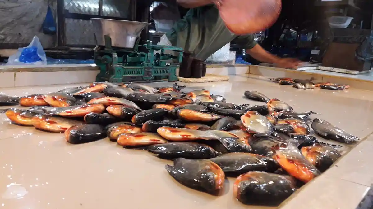 Berasal dari Waduk Saguling yang Diduga Tercemar, Ikan-ikan Ini Tetap Dijual di Pasar Induk Caringin
