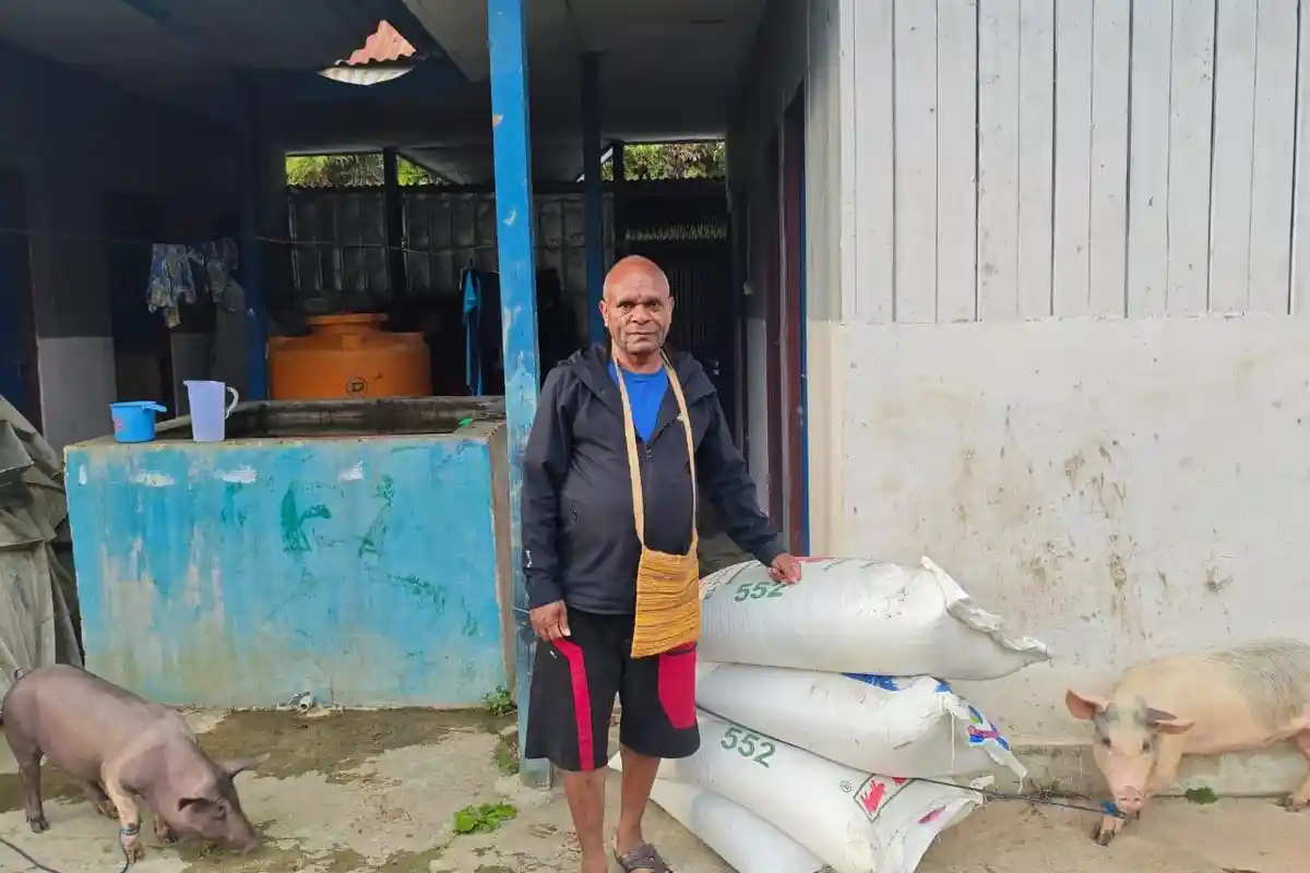 Pemerintah Pusat Salurkan Ternak Babi dan Pakan Untuk Kepala Suku Paniai