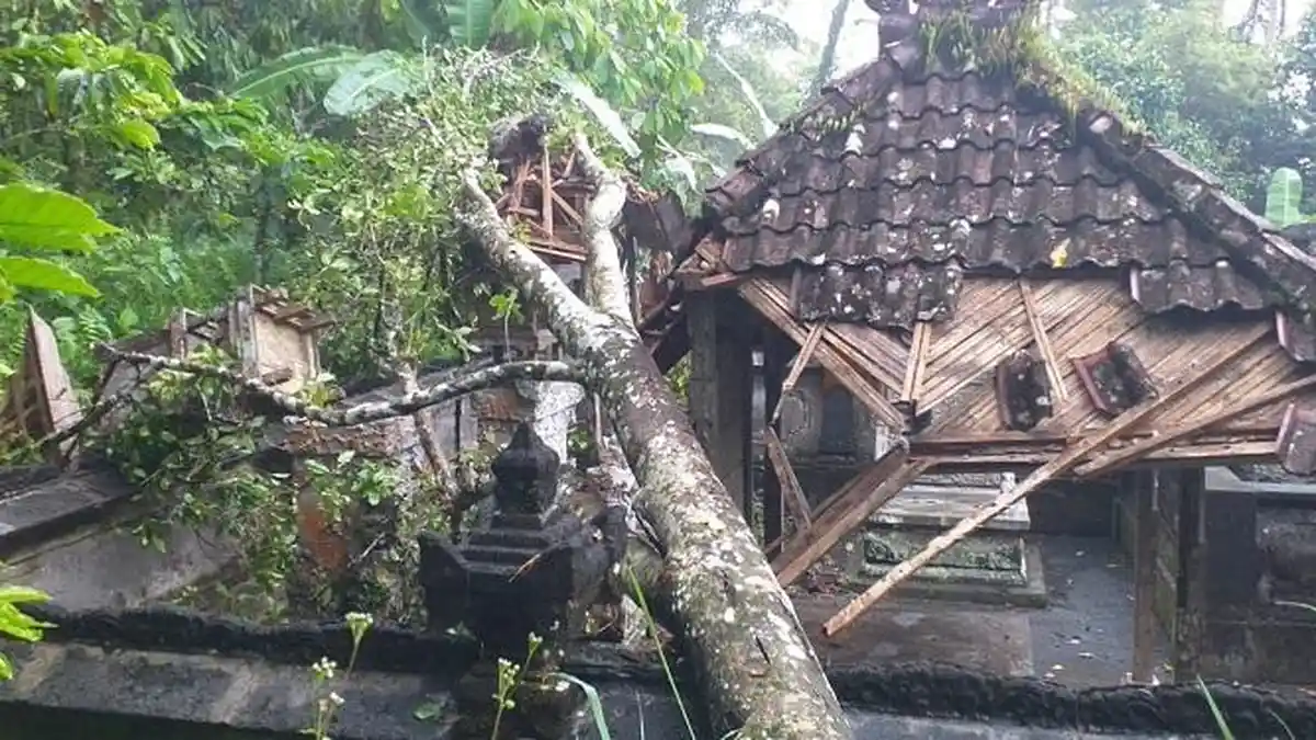 Pohon Tumbang di Tabanan Timpa Pelinggih di Dua Tempat Berbeda
