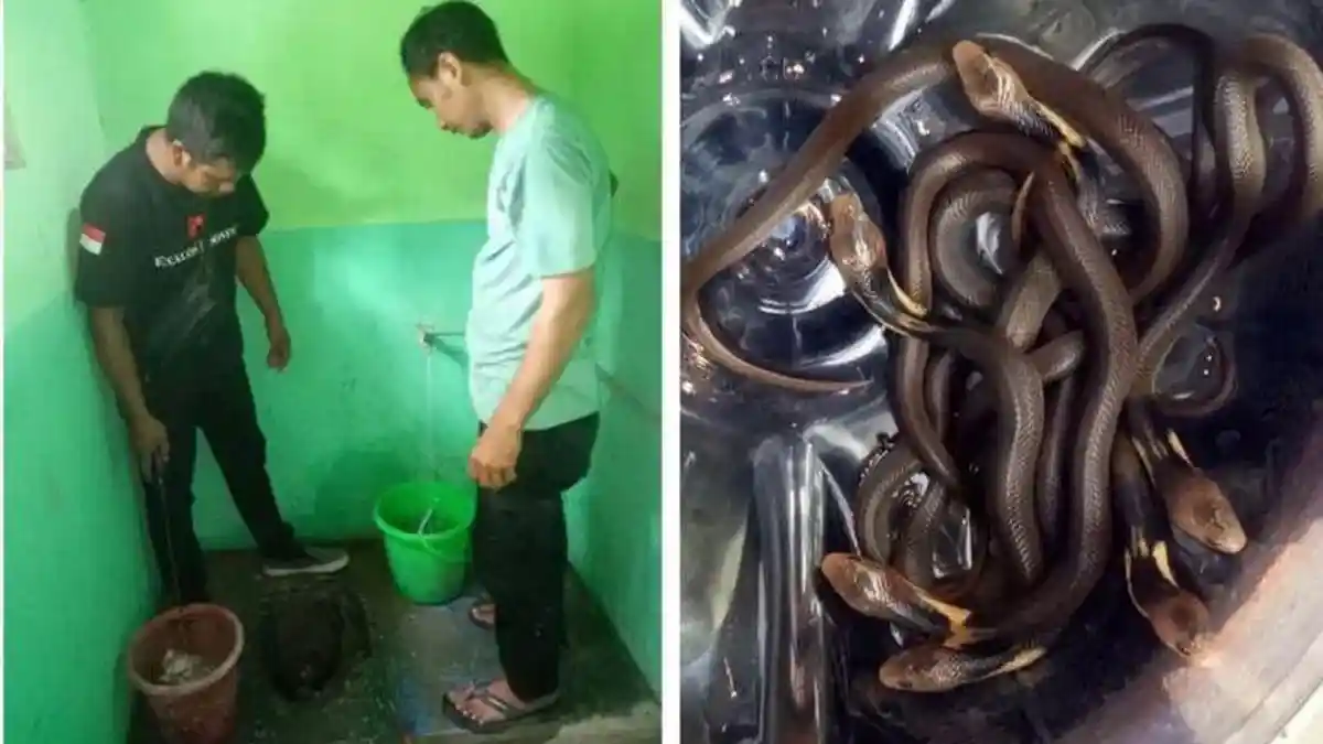 Detik-detik 14 Ular Kobra Ditemukan di Sekolah TK Ketika Libur Semester, Bikin Geger Warganet
