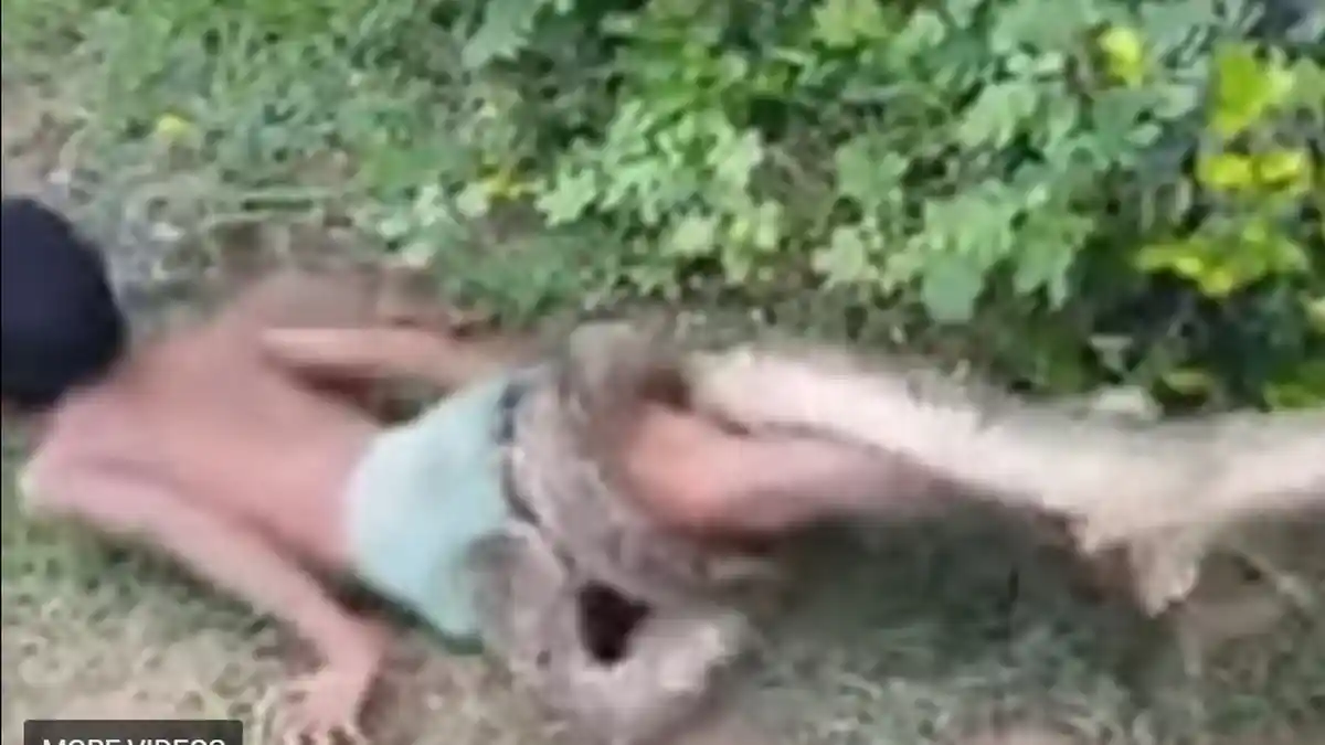 Jarang Ada yang Selamat, Jurus Ini Bisa Digunakan untuk Lolos dari Lilitan Mematikan Ular Piton
