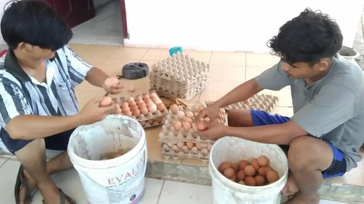Pakan Ayam Mahal, Harga Telur di Aceh Singkil Naik, Begini Pasarannya 