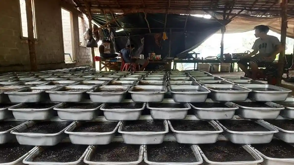 Melihat Proses Pembuatan Cincau di Talang Balai Lama OI, Produksi 3500 Kilo per Hari