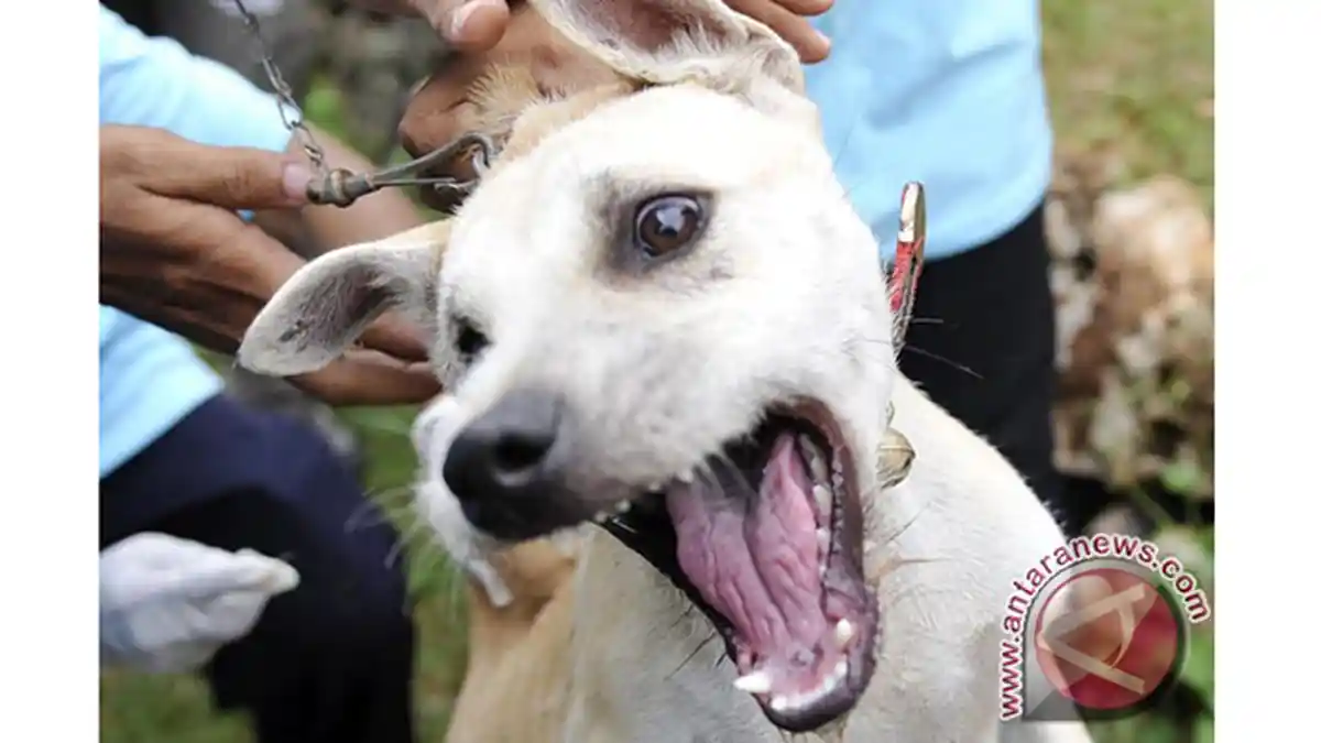 Dalam Empat Bulan Tercatat 45 Kasus Gigitan Anjing di Bangli, Tujuh Kasus Positif Rabies