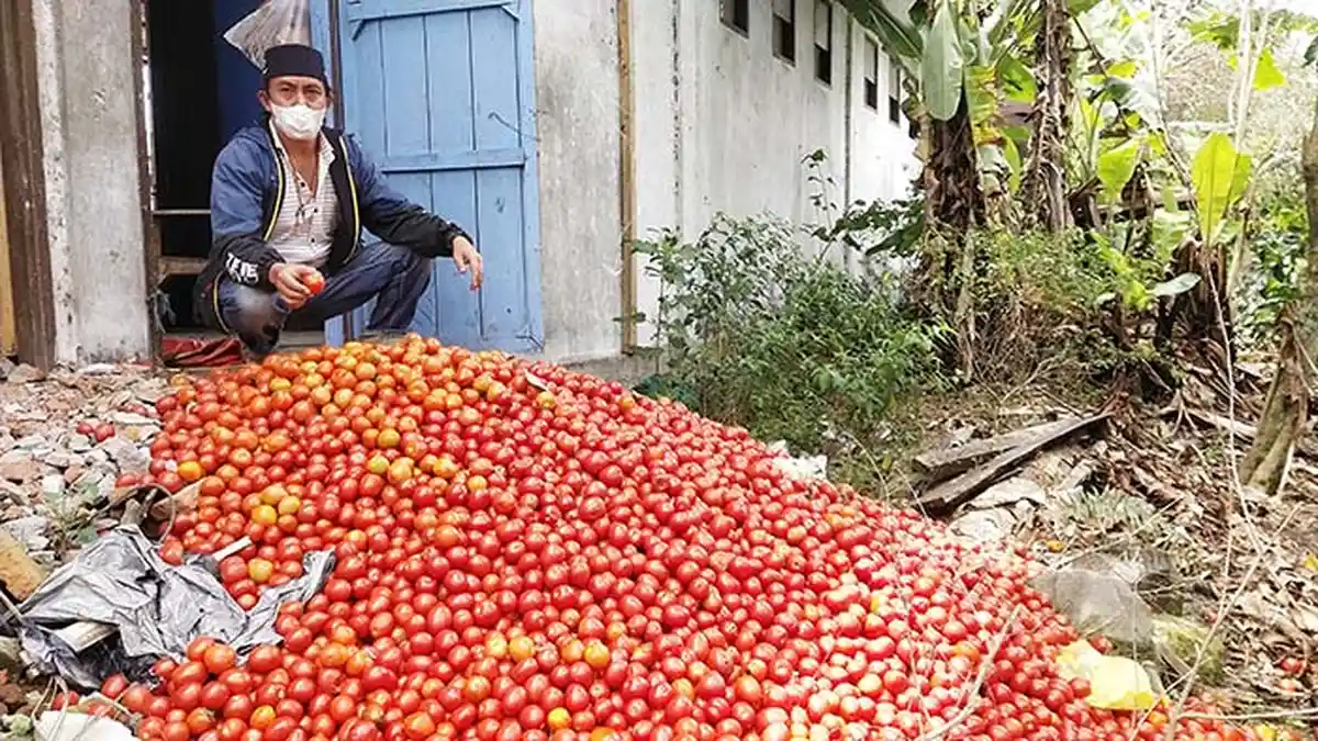 Petani Buang Tomat Hasil Panen