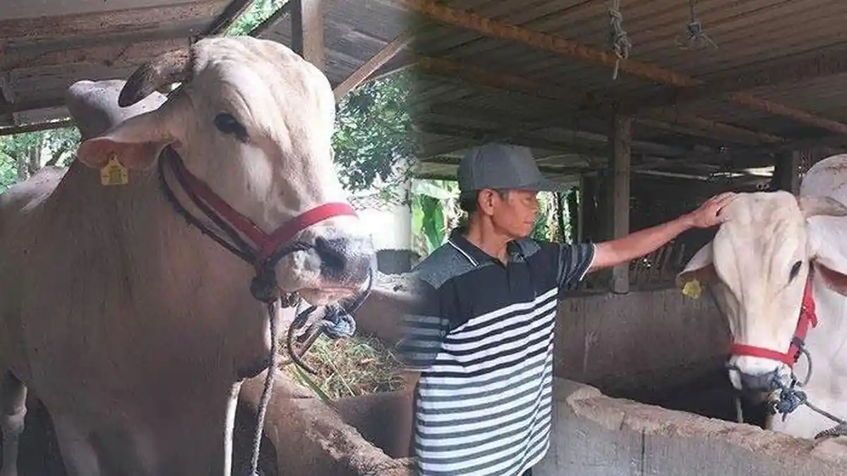Peternak Heran Sapinya Mendadak Batal Dibeli Jokowi, Kini Hewan Sakit, Akan Tuntut Pihak Terkait