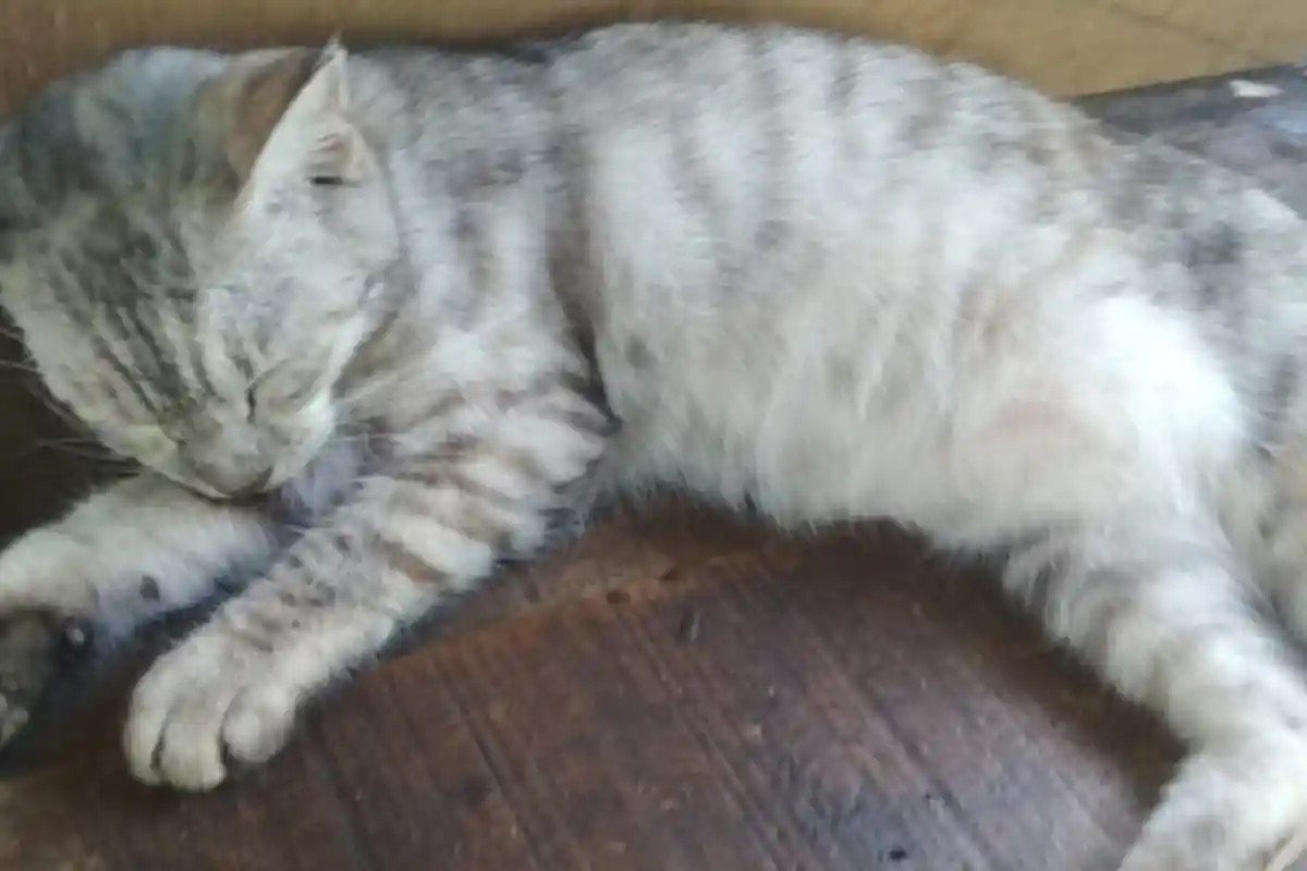 Ternyata Ini 3 Pertanda Kucing Mendekatimu, Tak Banyak yang Tahu Ada Pesan Penting dari Kehadirannya