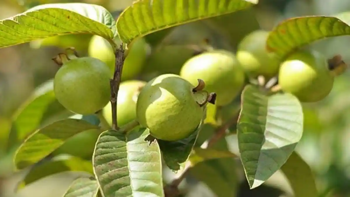 Batuk Pilek Tak Sembuh Bisa Hilang Hanya Rutin Minum Rebusan Jambu Biji, Manfaat Lain Cegah Kanker