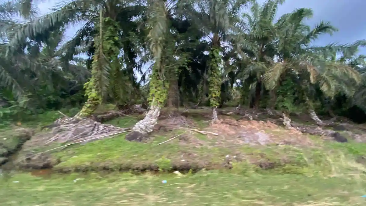 Daftar Harga TBS Sawit di Mukomuko Bengkulu Jelang Ramadan 2025, Naik Rp 20 per Kg