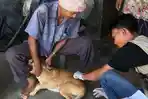 Cegah Rabies, Anjing dan Kucing Disuntik Vaksin Aceh Tengah