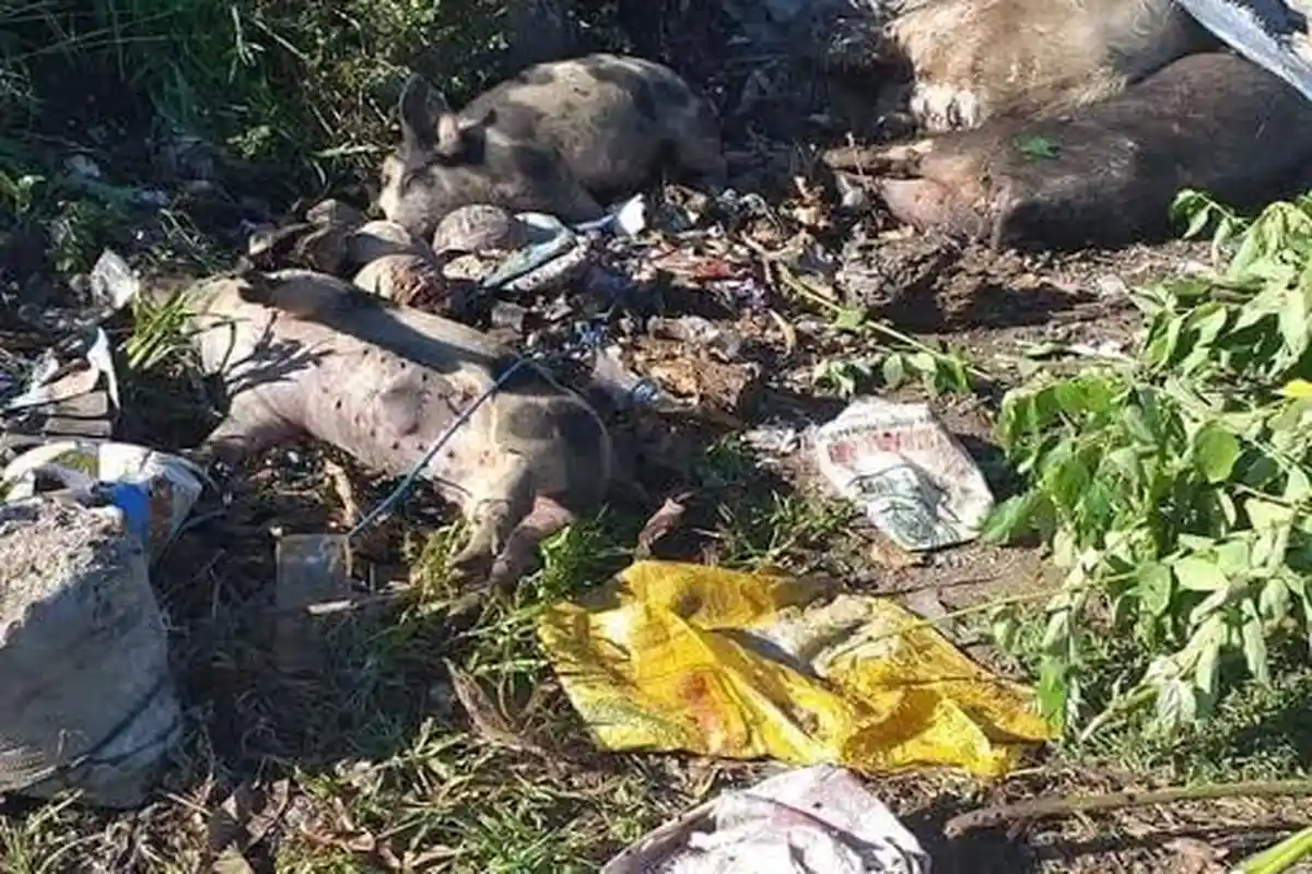 Ini yang Dilakukan Pemkab Lembata Terkait ASF