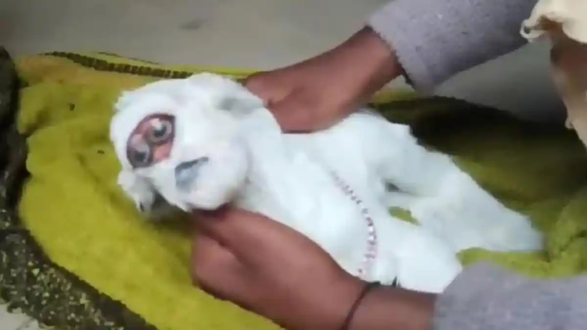 GEGER Kambing Lahir dengan Wajah Mirip Manusia, Warga Berbondong-bondong Melihat, Begini Kondisinya