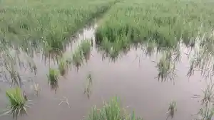 Kondisi-lahan-terdampak-banjir-di-Kelurahan-Mlangsen-Blora.jpg