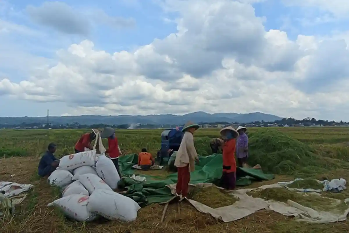 Harga Beras Mahal Tapi Petani Tidak Untung, Kok Bisa?