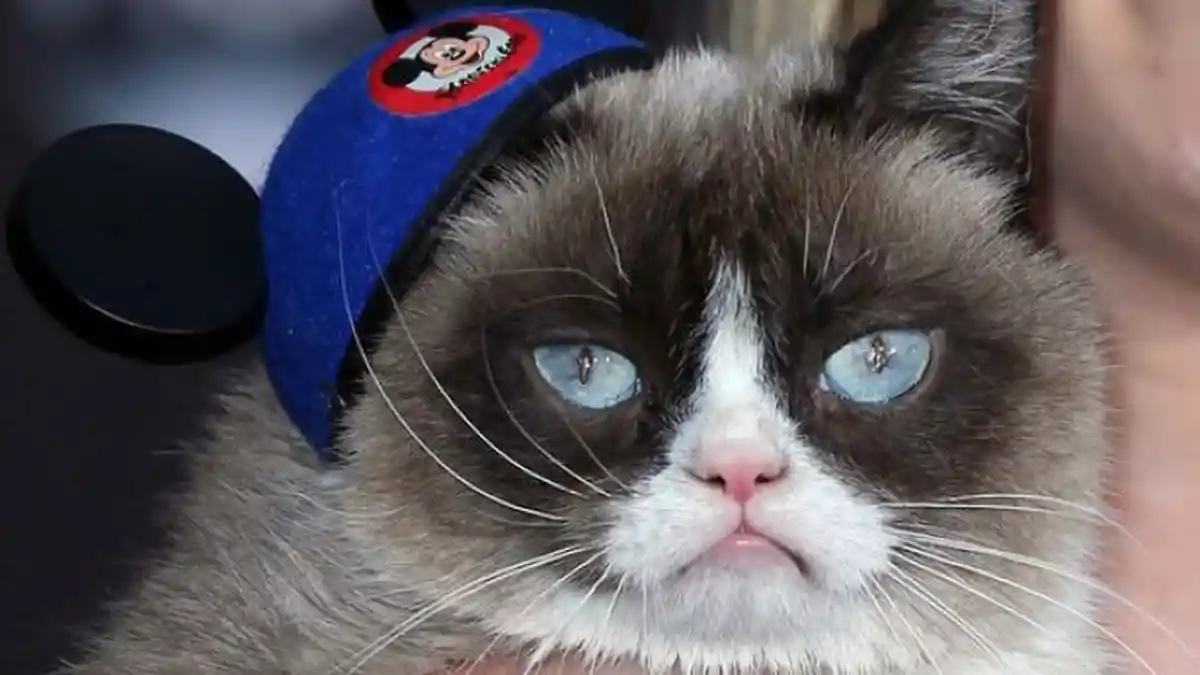 Inilah Jumlah Kekayaan Grumpy Cat, Kucing Selebriti yang Kini Telah Tiada