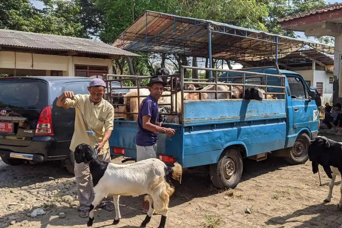 Pendapatan Ojek Kambing di Jepara Meningkat Menjelang Lebaran Iduladha