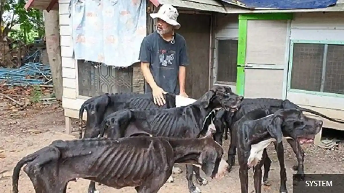 Dicari Orang yang Mau Adopsi 15 Ekor Anjing Great Danes yang Hidup Menderita karena Kurang Makan