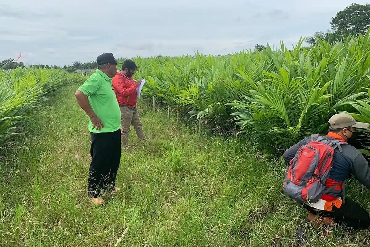 Harga CPO Menguat, DJBC Kalbagtim Catat Target Bea Masuk, Bea Keluar, Cukai Capai 93% sampai Maret