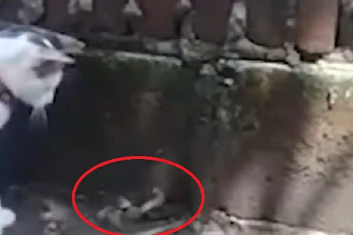 VIRAL Video Detik-detik Pertarungan Kucing Vs 3 Kobra di Mojokerto, 2 Ular Mati, Lihat Satunya