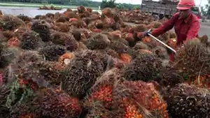 20240719-Tandan-buah-segar-TBS-sawit.jpg