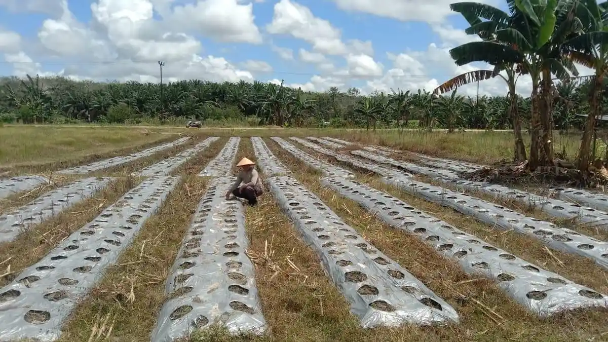 Polsek Belimbing Pantau Progres Pertumbuhan Jagung dan Perawatannya di Desa Batu Nanta