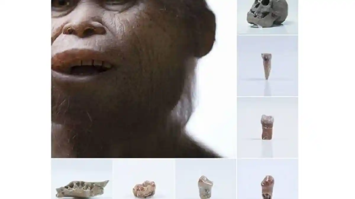 Homo Luzonensis Dianggap Temuan Sensasional Setelah Hobbit dari Flores