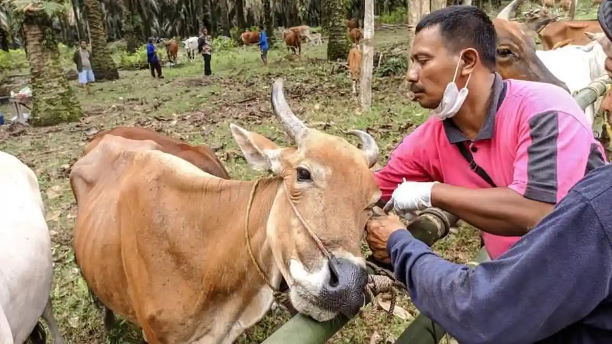 Sebaran Wabah PMK Tidak Pengaruhi Budi Daya Sapi di Lampung 