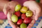 7 Khasiat Buah Matoa untuk Kesehatan, dari Jaga Imunitas hingga Bantu Stabilkan Tekanan Darah