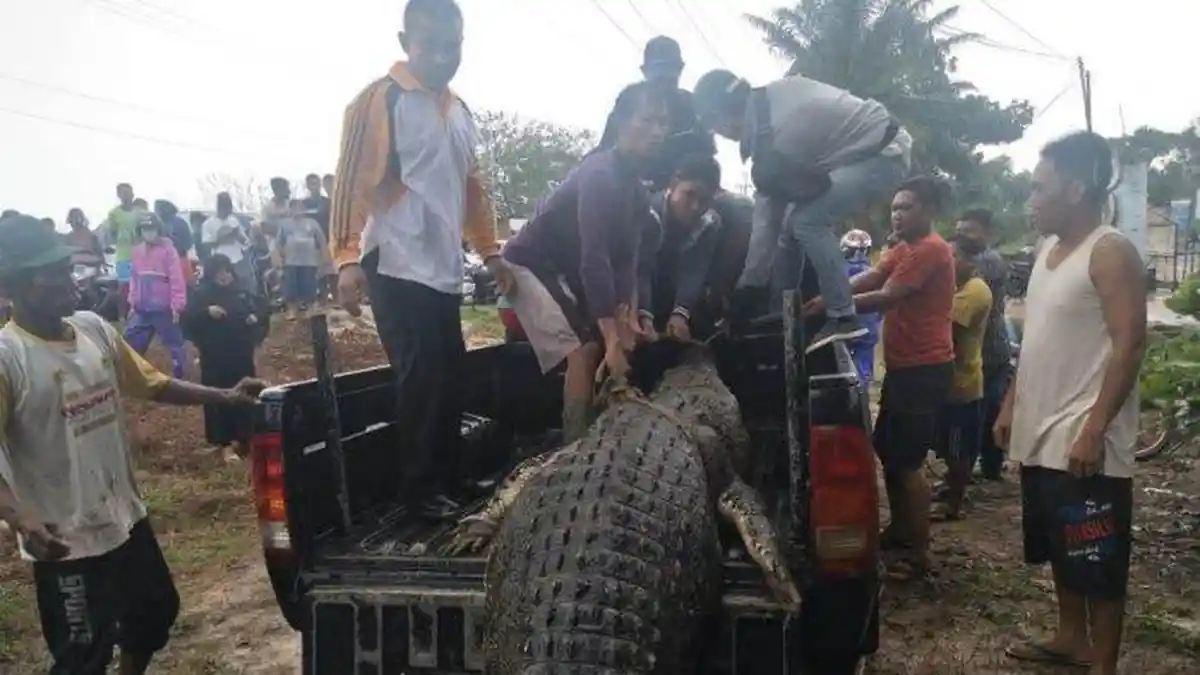 Penambang Diserang Buaya, Iptu Karyadi: Korban Melawan hingga Akhirnya Selamat