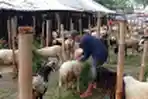 Pedagang Hewan Kurban di Pasar Kambing Galeong Kota Tangerang