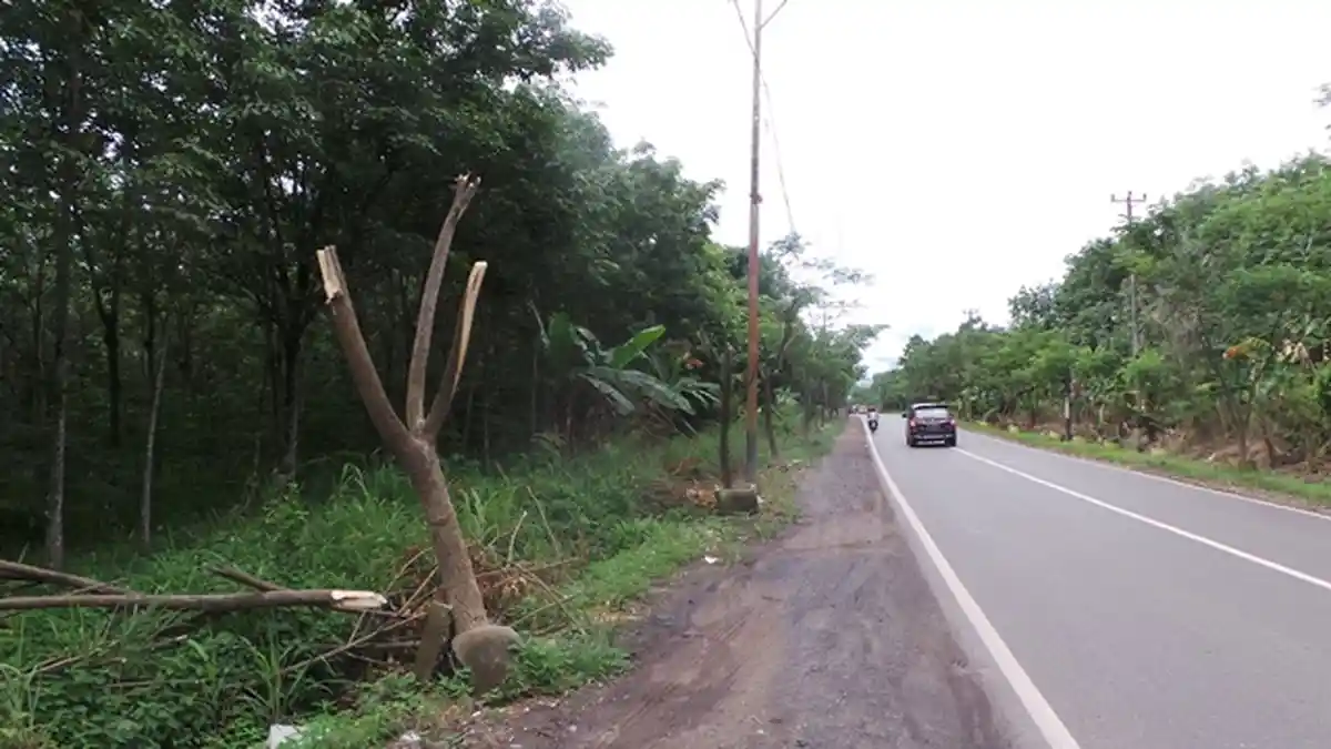 Pemkab Tapin 'Marah' Pasalnya PLN Tebang Pohon Program Penghijauan