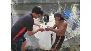 Ribuan-benih-ikan-ditebar-di-Muara-Kampung-Bandeng-Sanggalangit.jpg