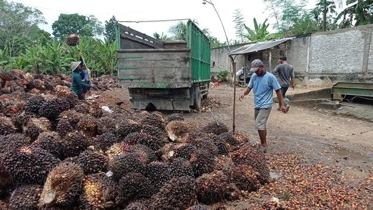 Harga Sawit di Mesuji Terus Merosot hingga di Angka Rp 2.050 per Kg