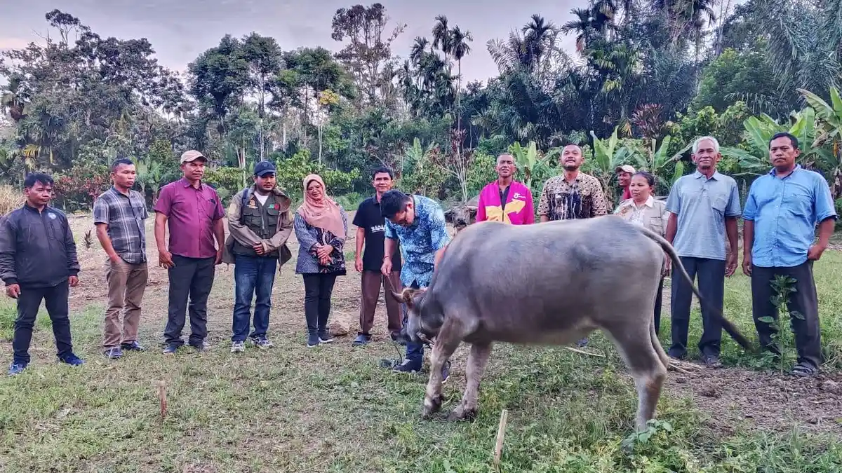 Sidak Kelompok Tani Jual Kerbau Bantuan dari Pemprovsu, Kadis PKPP Dairi : Mereka Akan Ganti Rugi