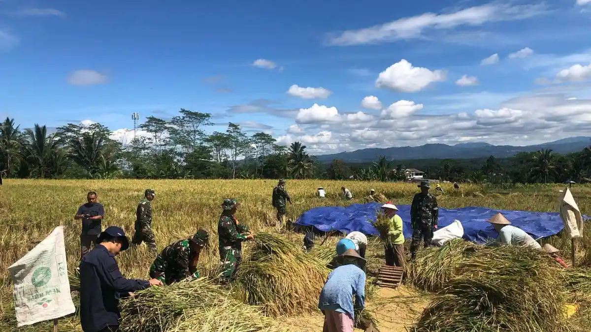 Panen Raya di Rejosari Wonosobo, Bulog dan TNI Dukung Petani Lewat Pembelian Gabah Langsung