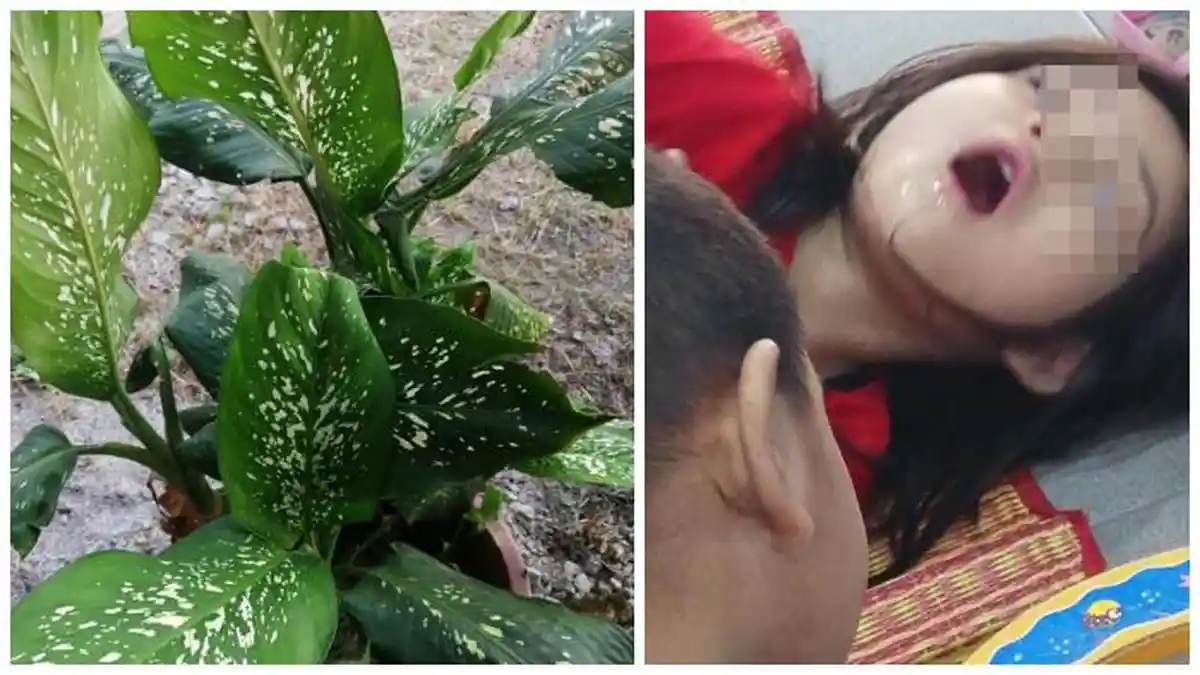 Tak Sengaja Gigit Daun Tanaman Beracun, Bocah 4 Tahun Alami Kejang dan Mulut Kebas