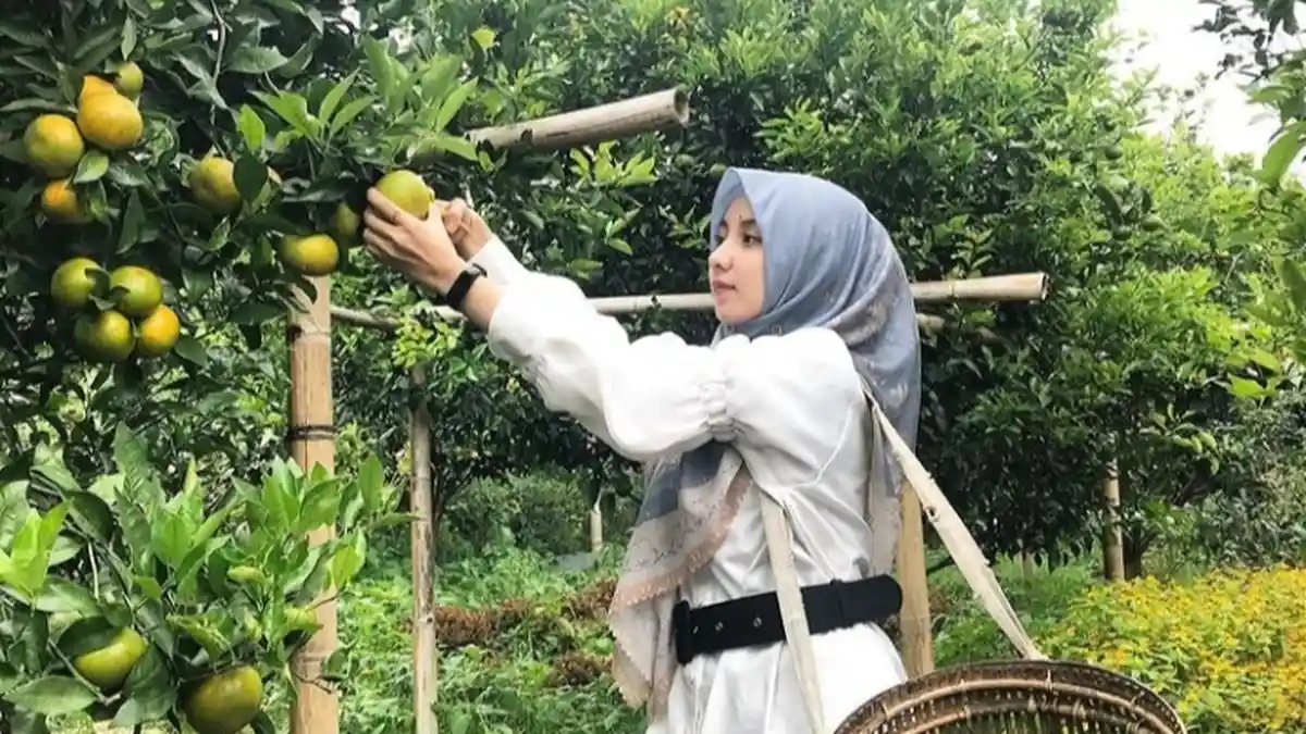 Berwisata Agrowisata Jeruk Gerga Kerinci Yang Menarik, Langsung Petik Buah di Kebunnya